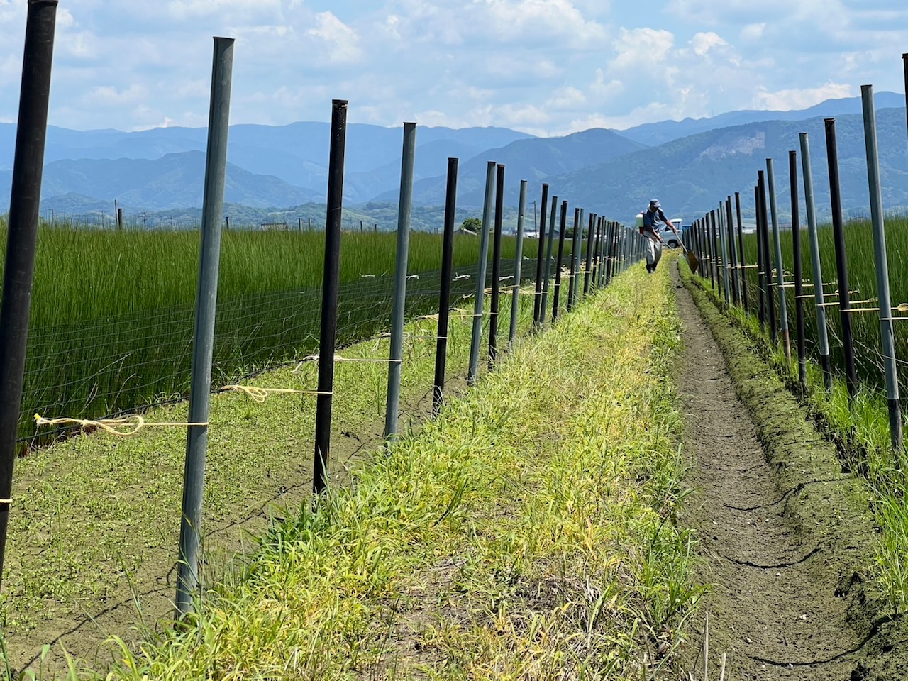 藺草人日記#３｜梅雨と畳と、職人の手