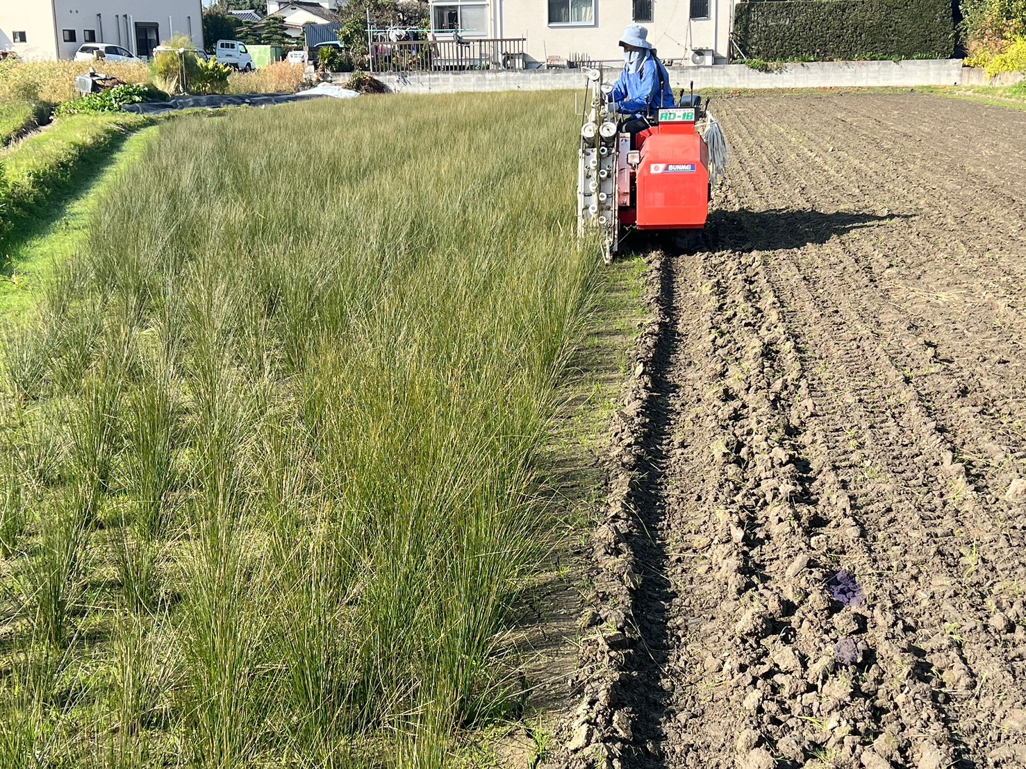 11月下旬〜12月上旬に来年の収穫に向けてスタート