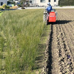 11月下旬〜12月上旬に来年の収穫に向けてスタート